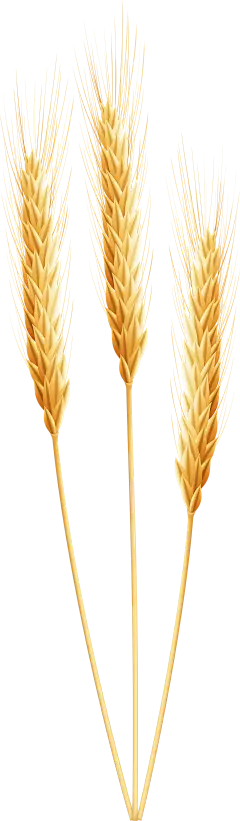 稻穗左高清素材 党徽 徽章 稻穗 麦穗 icon 图标 标识 标志 UI图标 设计图片 免费下载 页面网页 平面电商 创意素材-花瓣网