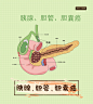 胰腺、胆管、胆囊癌 人体消化系统肿瘤癌症细胞疾病症状医疗人体系统 人体解剖 人体器官内脏 医疗图 人体结构 人体医学研究 人体部位  医疗保健医疗护理 医疗疾病插画  卡通手绘漫画