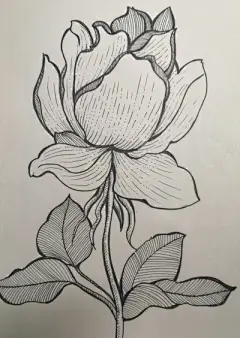 线---描 - 高清图片，堆糖，美图壁纸兴趣社区