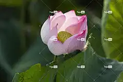 莲花 花 粉红色的花 花瓣 花壁纸 粉红色的花瓣 盛开 开花