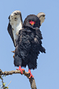 Bateleur Eagle. Photo by Vincent