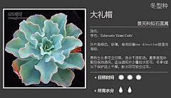 【一人一世界】采集到多肉植物标签