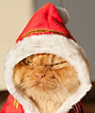 来自土耳其的喵星人Garfi，被称为：世界上最愤怒的猫咪！！！