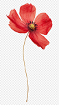 PNG Real Pressed a red flower poppy petal plant.