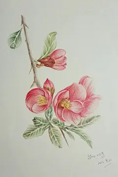 彩铅手绘，贴梗海棠，离愁别绪，《花之绘》临摹