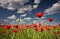 Poppy field by Paniti Márta on 500px