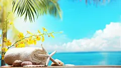 清新唯美海洋风格静物护眼高清桌面壁纸