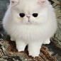 网友家白色的波斯，这也太好看了吧！小公主一样的小猫咪！！ ​​​​