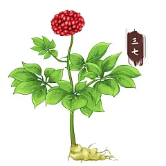 Day58｜免扣素材｜手绘药材合集 - 小红书