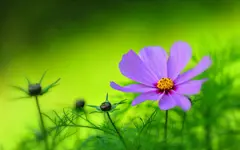 紫色花瓣，花园，绿色植物背景，鲜花高清桌面壁纸