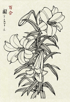 白描花卉百花集