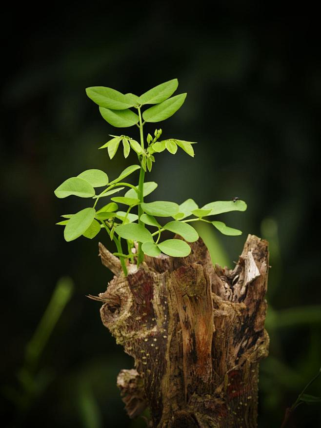 植物海报