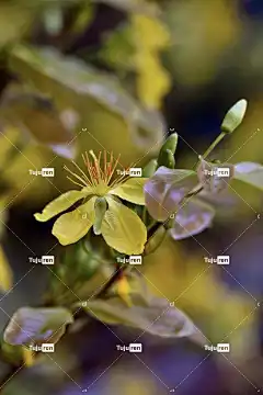 杏花 美丽的花朵 花卉背景 花壁纸 黄色的花 花朵 春天 自然