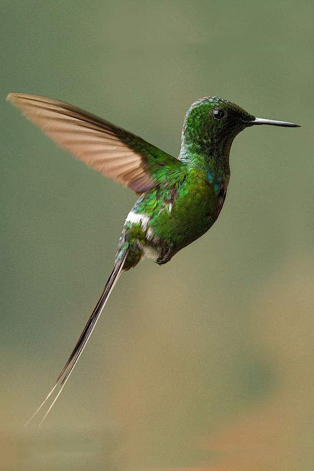 蜂鸟目蜂鸟科刺尾蜂鸟属绿刺尾蜂鸟