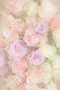 美丽的粉红色玫瑰花透过玻璃与水珠的背景