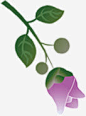 紫色浪漫手绘花朵高清素材 页面网页 平面电商 创意素材 png素材