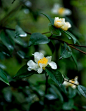 “ 中国特有的油茶花 … ”

丨摄：谜的植物星球 ​​​​