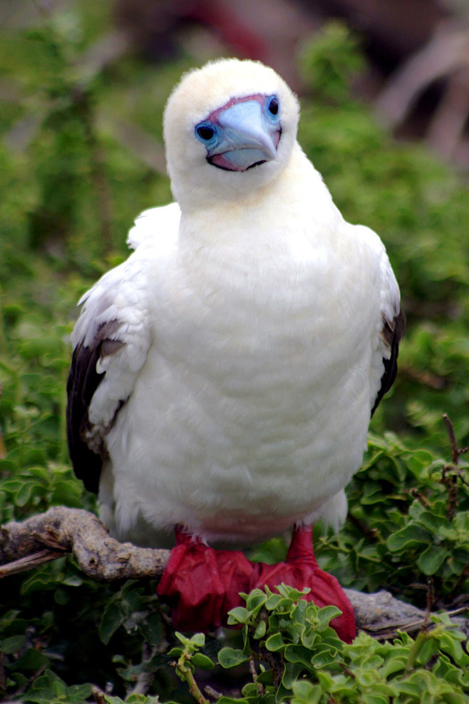 鲣鸟目鲣鸟科鲣鸟属红脚鲣鸟
