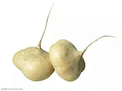 豆薯，南方多称为地瓜