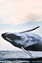 Whale 鲸鱼