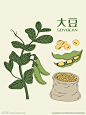 手绘大豆麻袋豌豆植物素材
