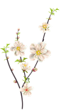 spring春季春天鲜花桃花免抠海报合成元素_PNG：