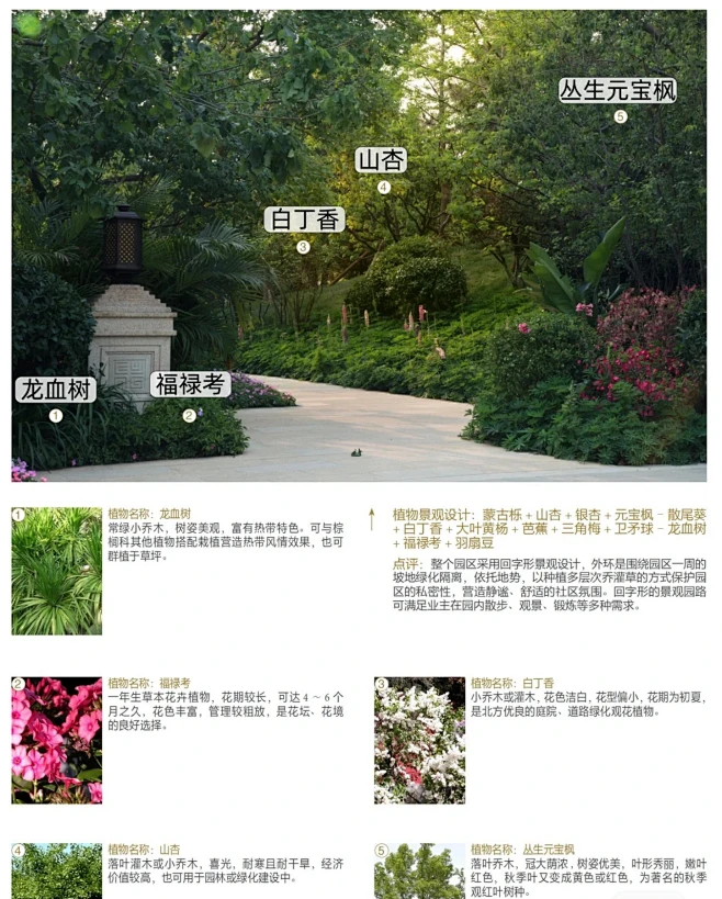 植物配置实景 (9)图片_植物配置/搭配设计/花境设计/植物品种图片素材-花瓣网