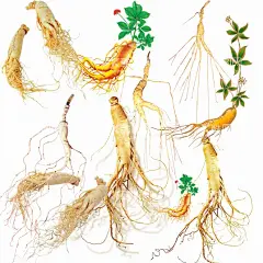 人参  - 源文件下载【酷图网】人参挂画,人参文化,人参海报,人参广告,野生人参,山参,长白山人参,土人参,人参画册,正宗人参,野山参,中药人参,野人参,人参花,人参展板,人参挂图,长白山参,东北人参,东北野山参,千年人参,人参功效,人参传单,人参种植,人参加工,人参养生品,人参保健品,人参养生,高丽参,朝鲜人参,韩国人参,