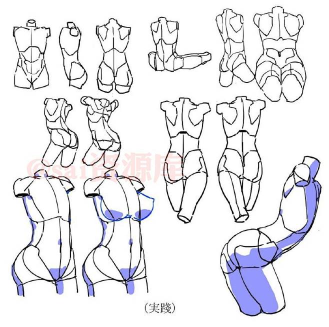 女人体、结构、正面、侧面、背面、半侧面、...