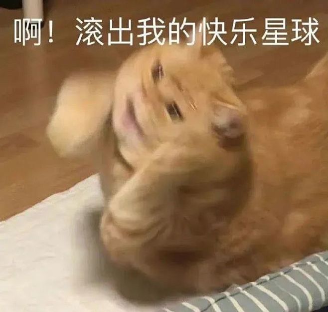 猫猫表情包