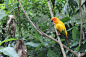 鹦鹉,黄色,色彩鲜艳,金太阳鹦鹉,美冠鹦鹉,动物身体部位,人的眼睛,热带气候,清新,动物发育阶段