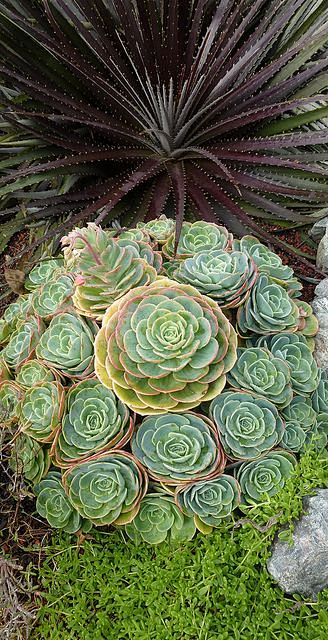 Dyckia platyphylla '...