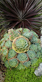 Dyckia platyphylla 'Cherry Coke'  & Echeveria imbricata