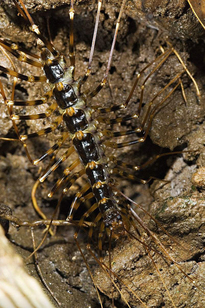 蚰蜒目蚰蜒科蚰蜒