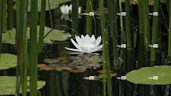 百合 联合的 花 树叶 水 美丽的花朵 花壁纸 花园 性质