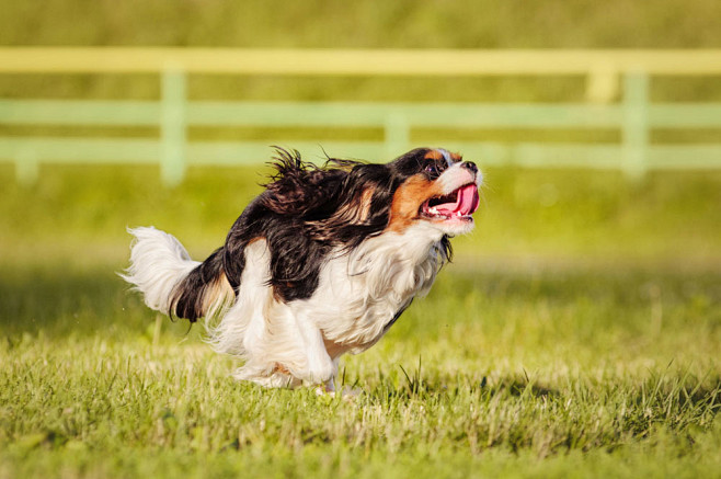 草地上奔跑的小狗图片