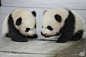  熊猫家园-pandapia
#每日美图秀#奇福高贵出镜霸气提问：就问我生的娃萌否！[酷][酷][酷]七巧、七喜：麻麻说我们萌诶？……啊～真的吗～～[太开心][太开心][太开心]