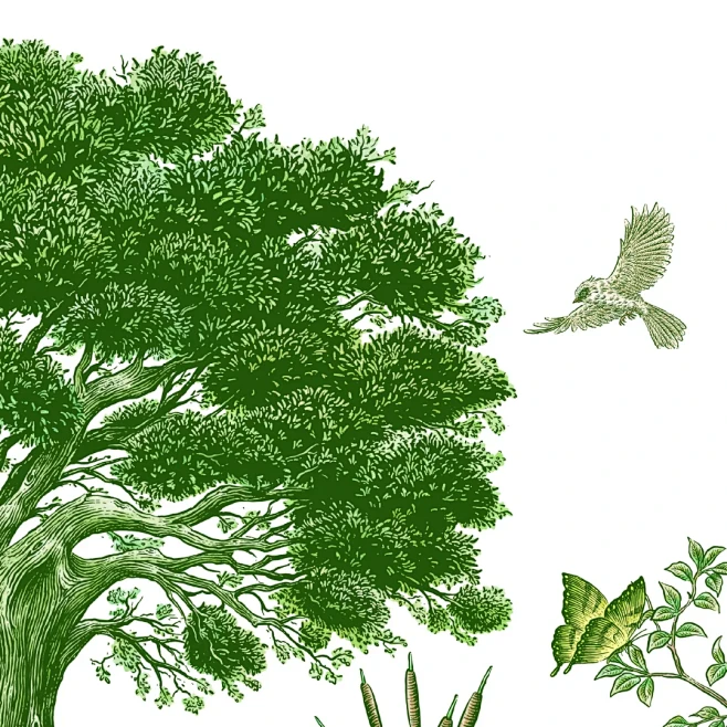 原创插画 | The Tree - 小红书-花瓣网
