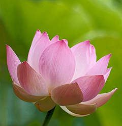 太卜居士采集到百花集