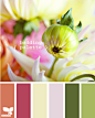 BuddingPalette615