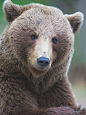 | Bears <a class="text-meta meta-tag" href="/search/?q=萌">#萌#</a>