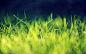 grass green nature sunlight wallpaper (#828810) / Wallbase.cc