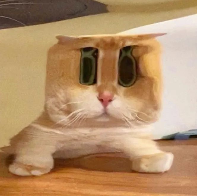 猫》猫