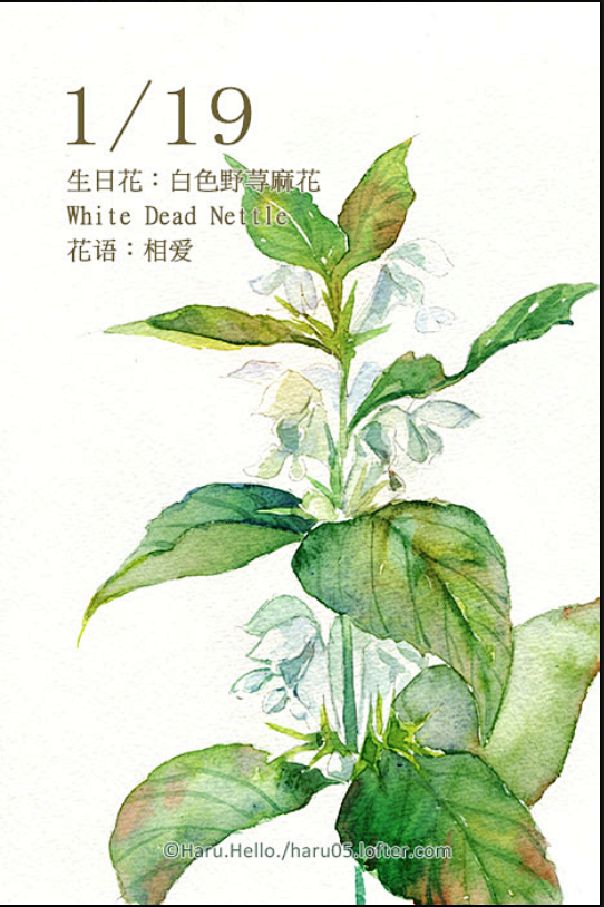 每日一花 1.19