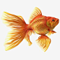橙色花式扇尾金鱼游泳姿势3D模型