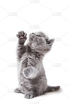 疯疯小卷儿采集到猫猫