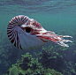 Nautilus - a pelagic marine mollusc of the cephalopod family by Dave Deepwater.
