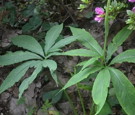 半夏：本品为天南星科植物半夏Pinellia ternata（Thunb.）Breit.的干燥块茎。夏、秋二季采挖，洗净，除去外皮和须根，晒干 ...