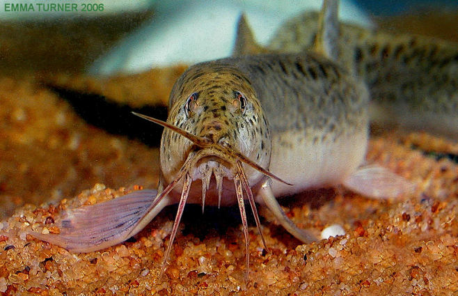 Weather Loach (Misgu...