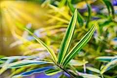 竹叶和竹的细节